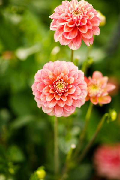 Förodlad planta Milena Fleur (kan endast köpas med avhämtning)